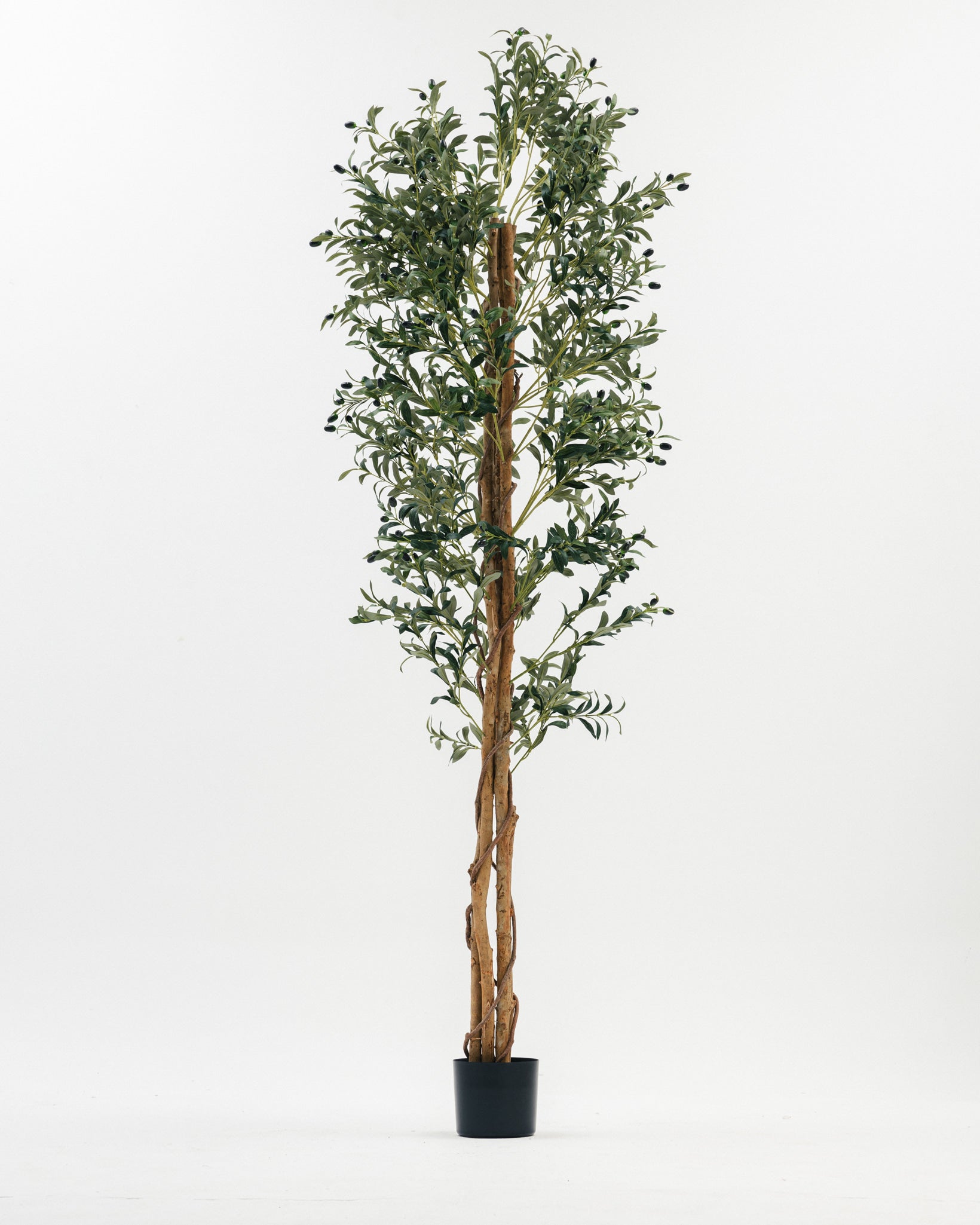 شجرة زيتون ضخمة بفروع خشبية طبيعية