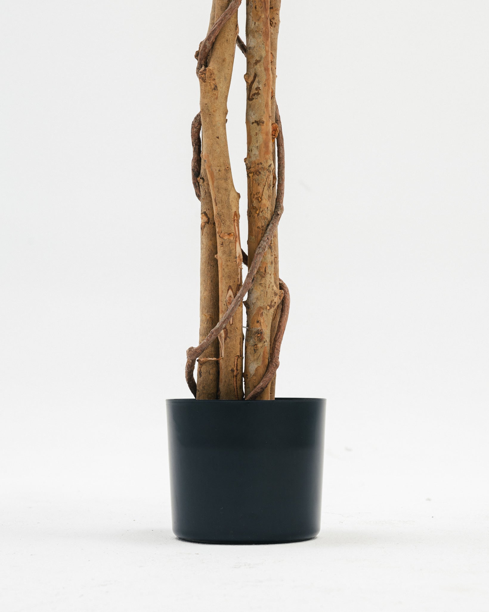 Massive Olive Tree with Real Wood Branches