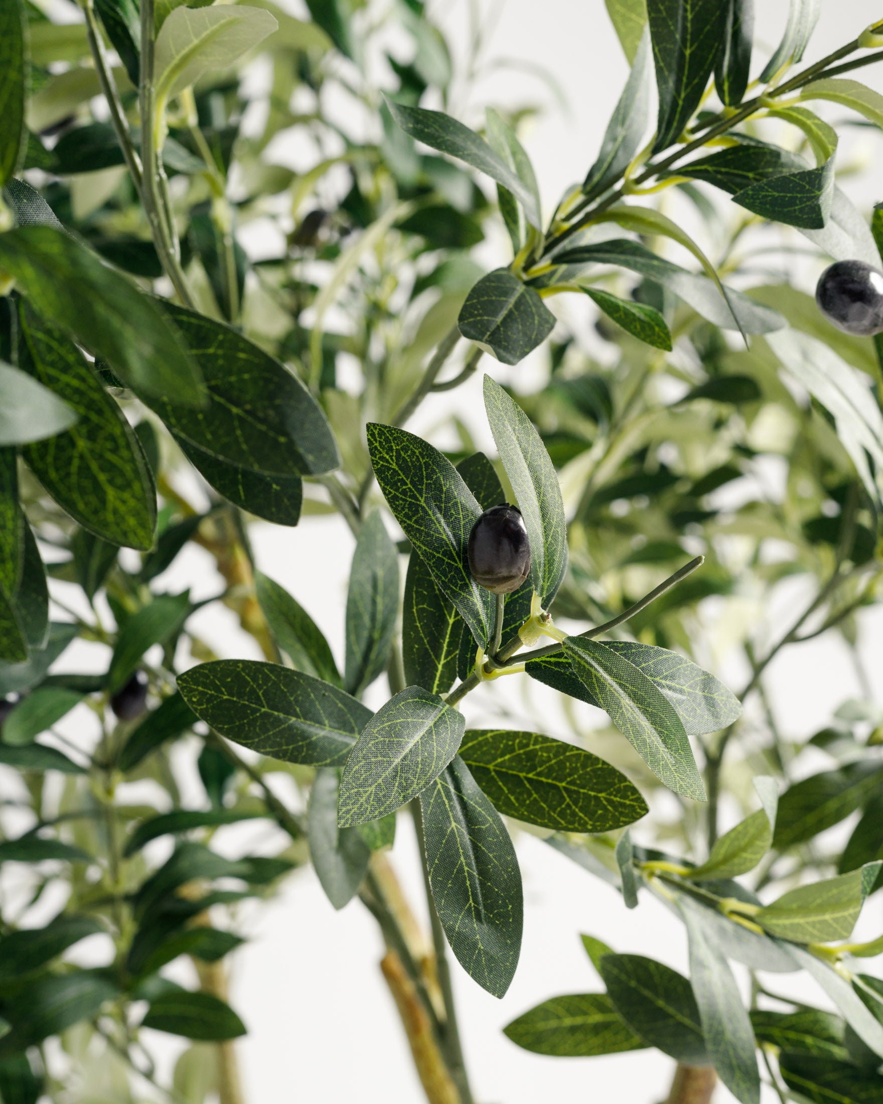 Olive Multi Stem Tree - Wasilaah