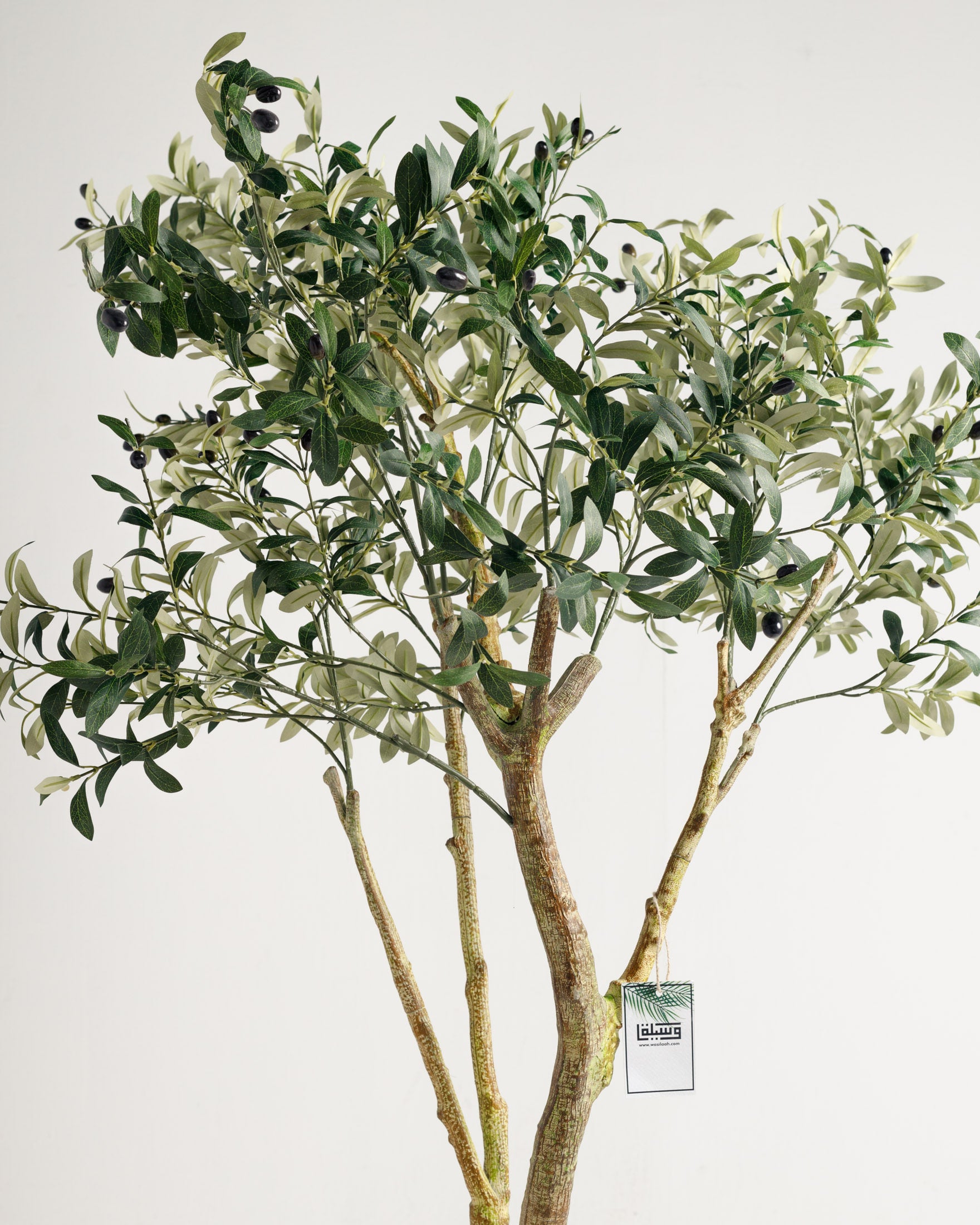 Olive Multi Stem Tree - Wasilaah