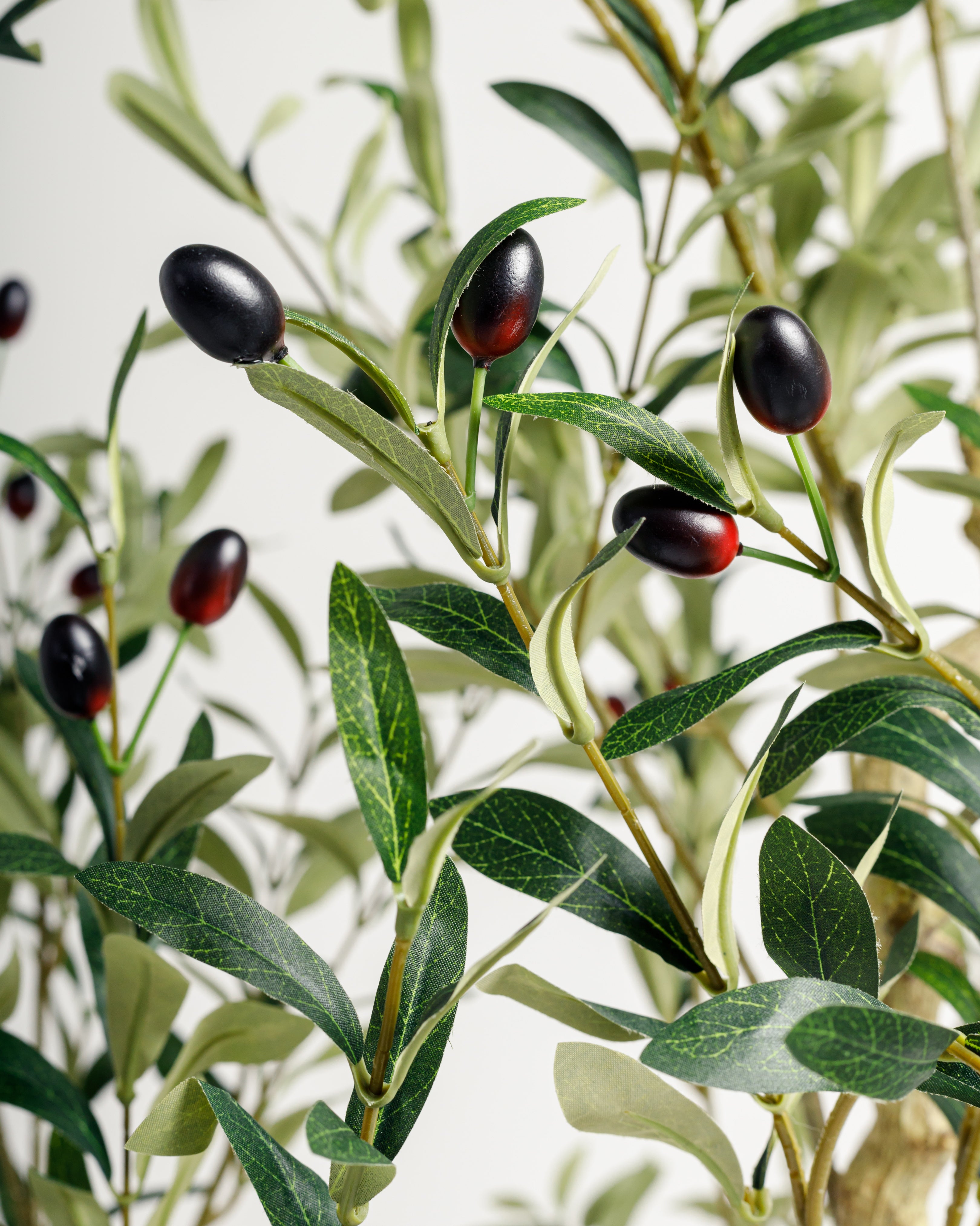 olive tree