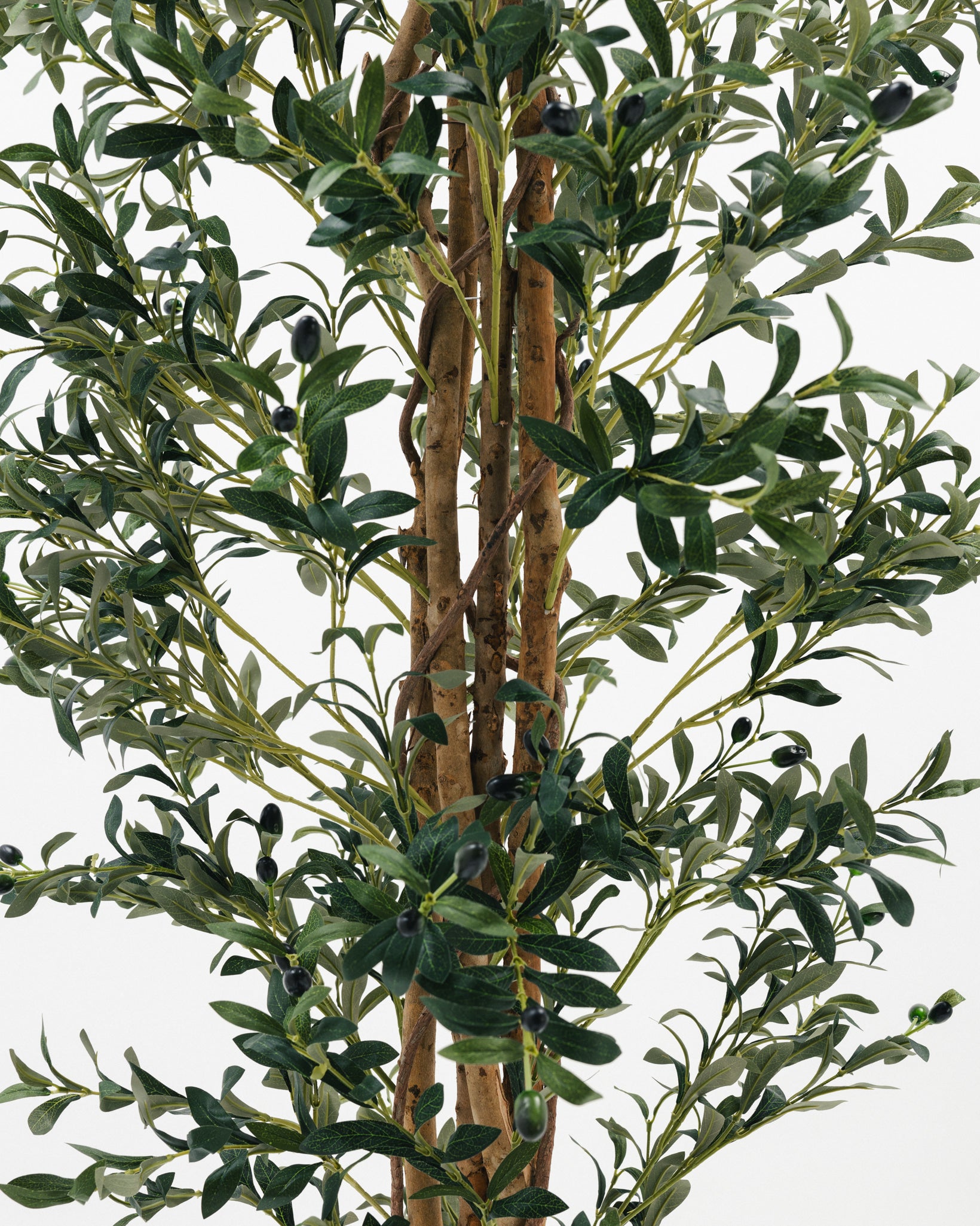 Massive Olive Tree with Real Wood Branches
