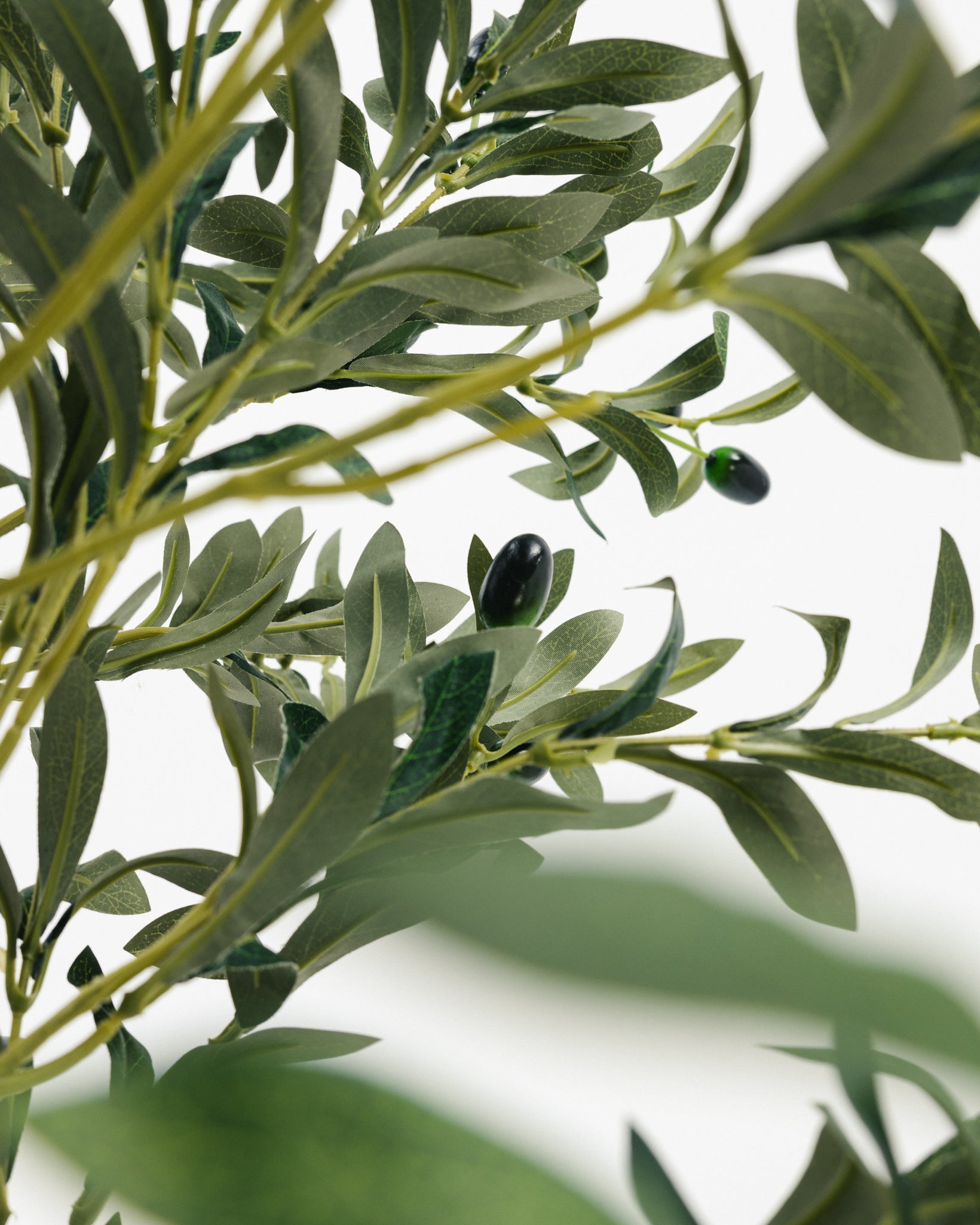 Massive Olive Tree with Real Wood Branches