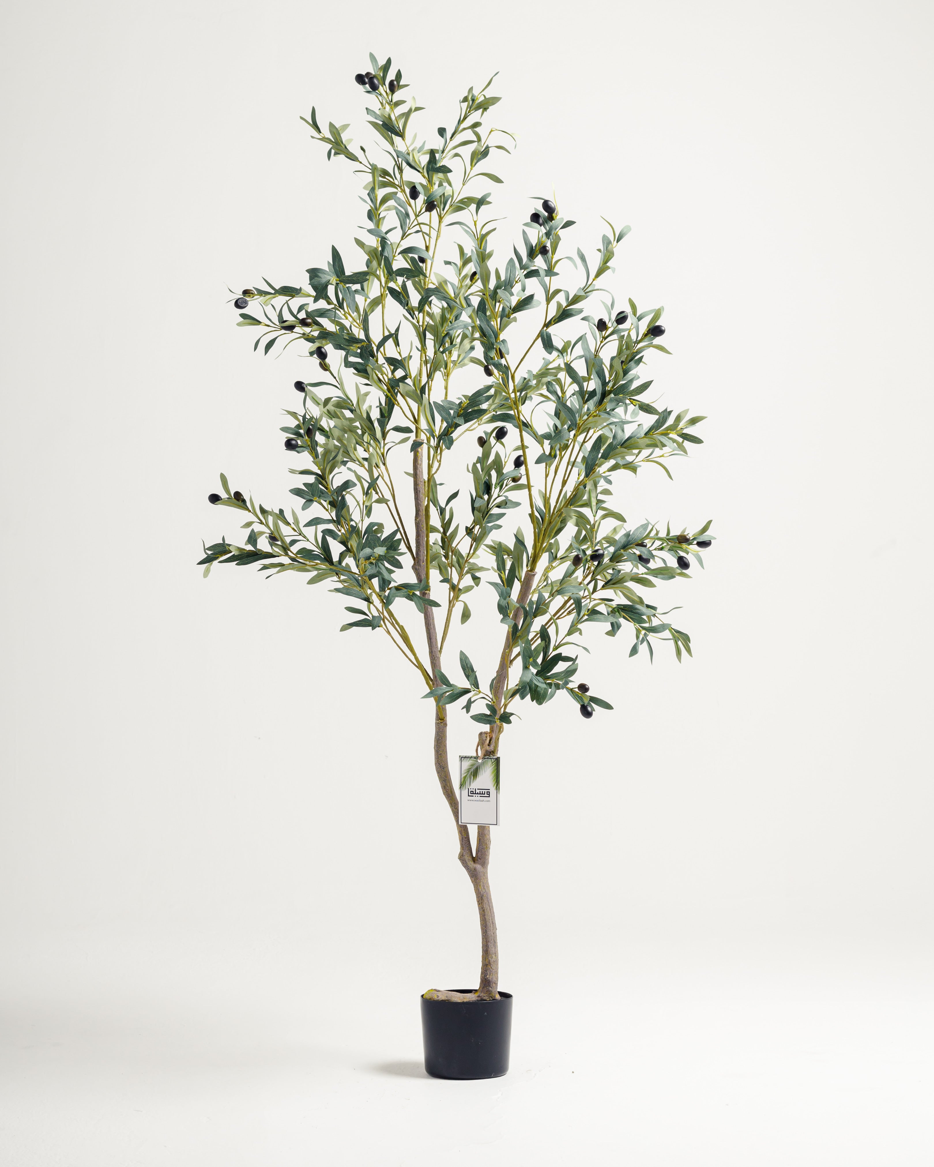 Olive 2 Branches Tree