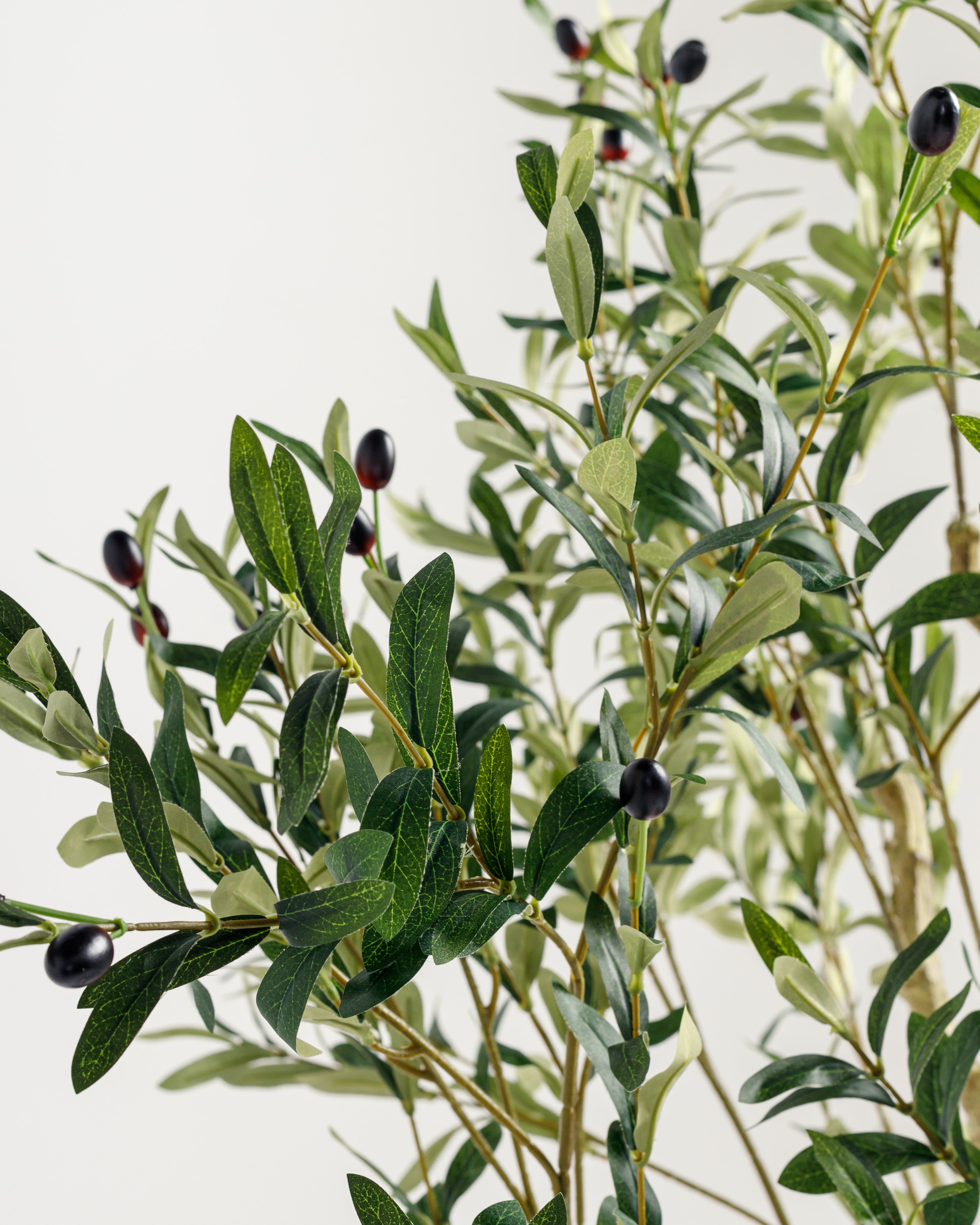 Olive Multi Stem Tree