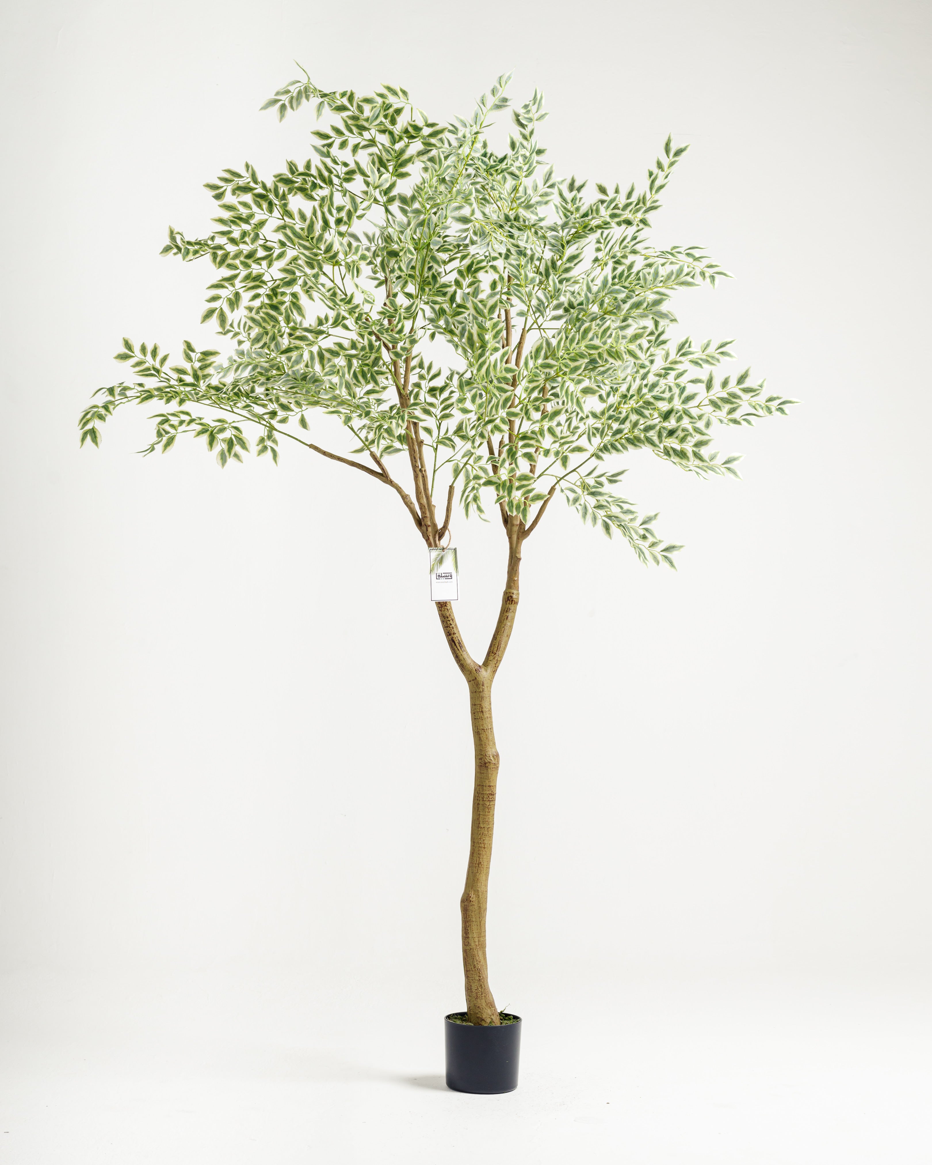 Tall Benjamina Variegated Tree