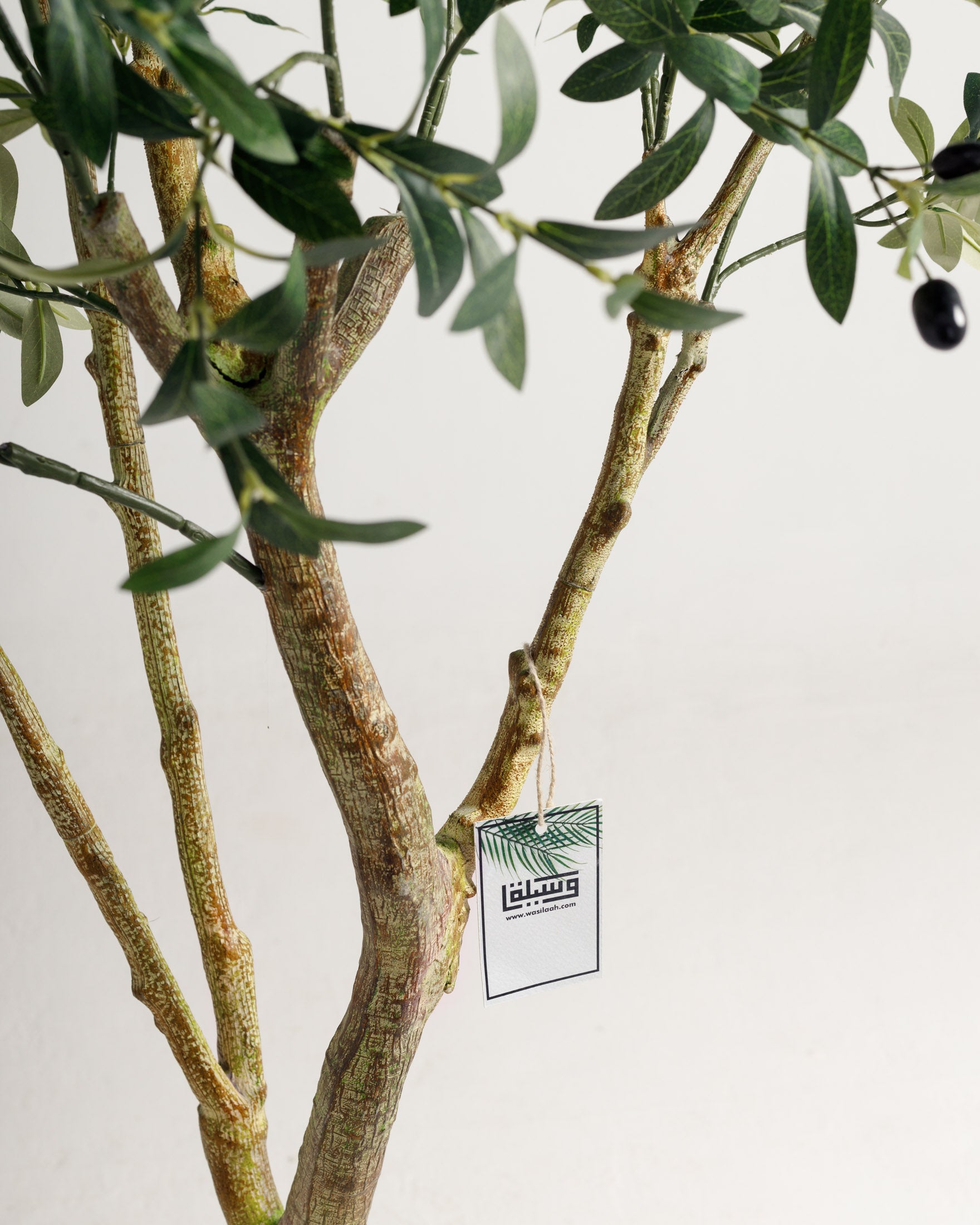 Olive Multi Stem Tree - Wasilaah