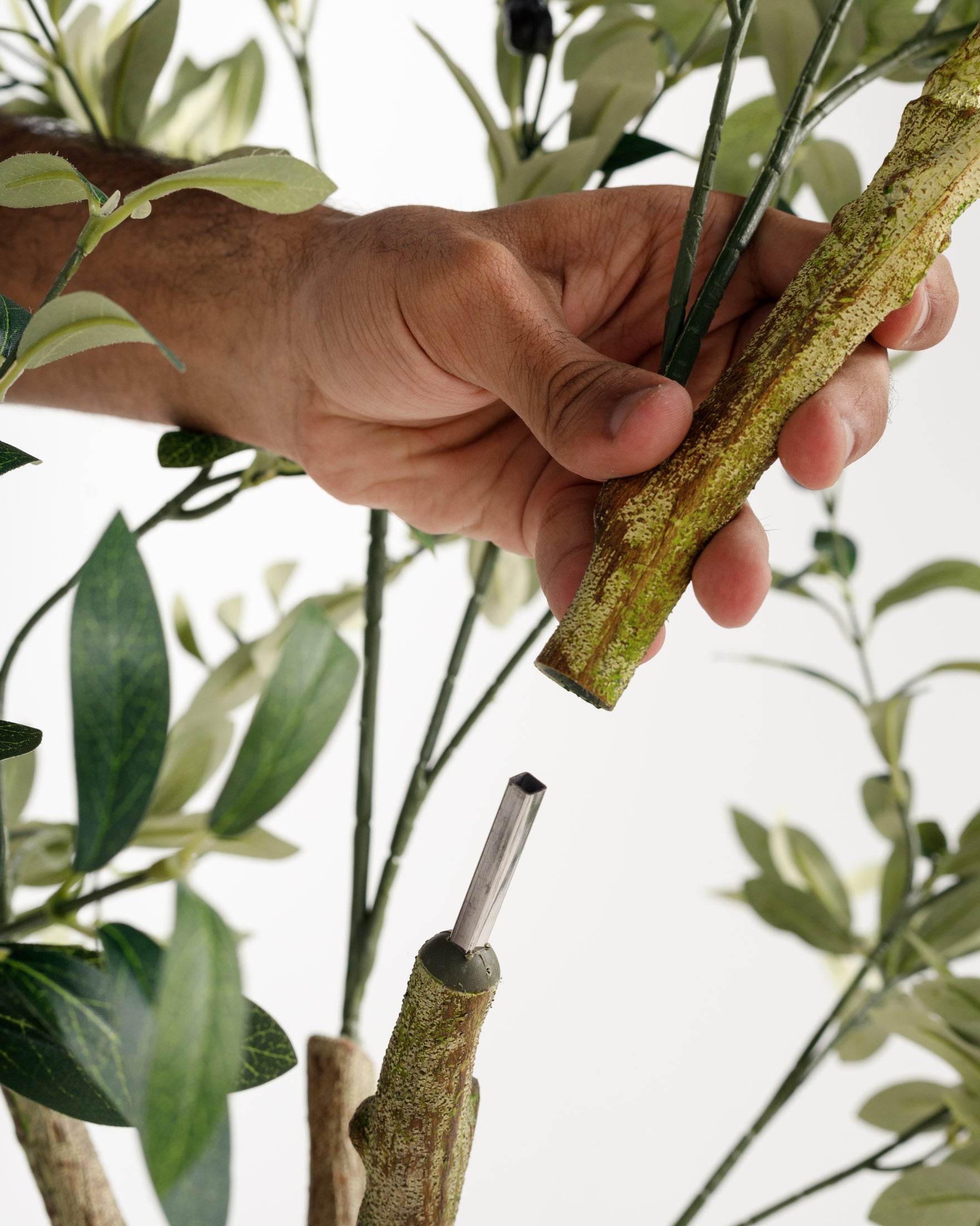 Olive Multi Stem Tree - Wasilaah