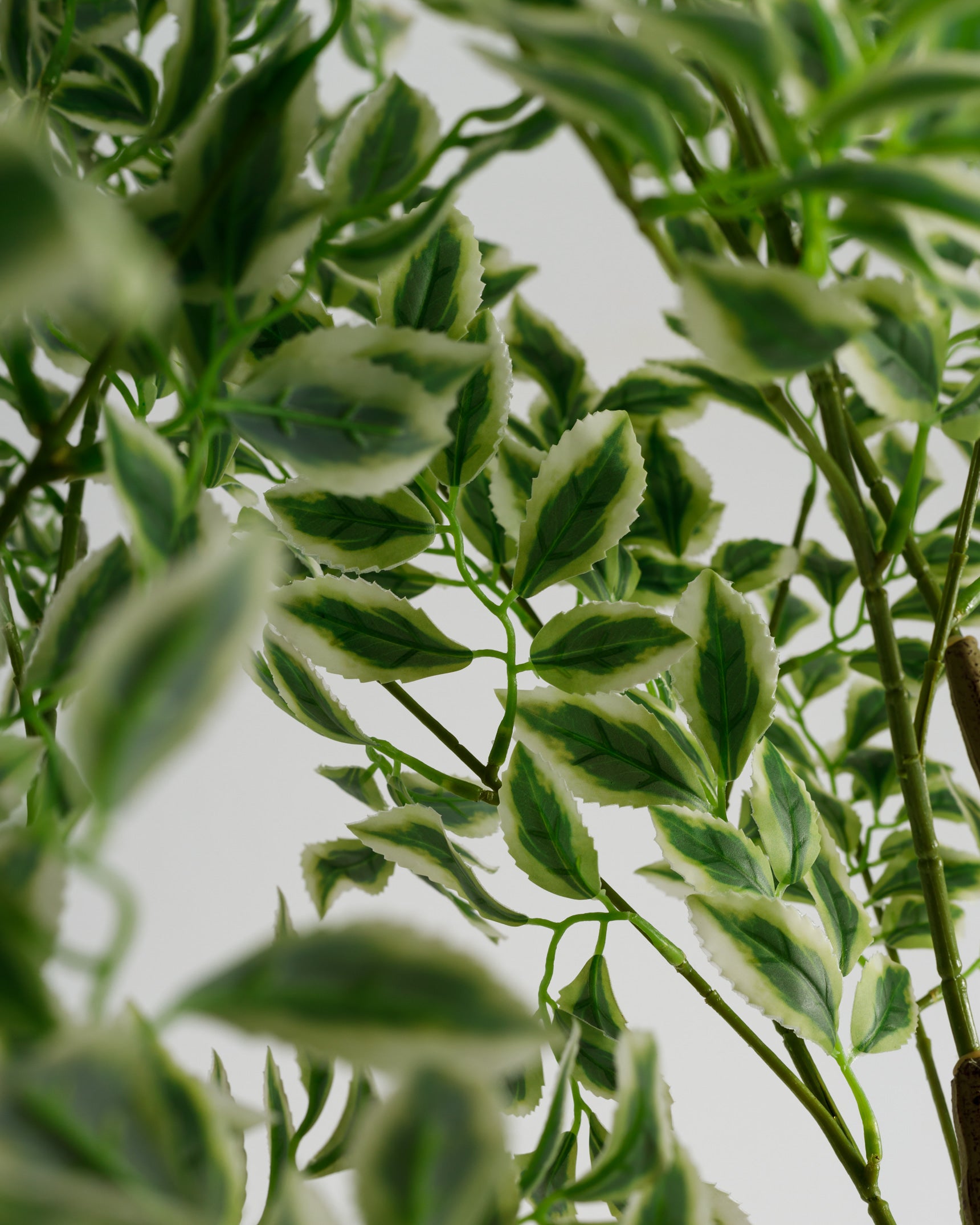 Tall Benjamina Variegated Tree