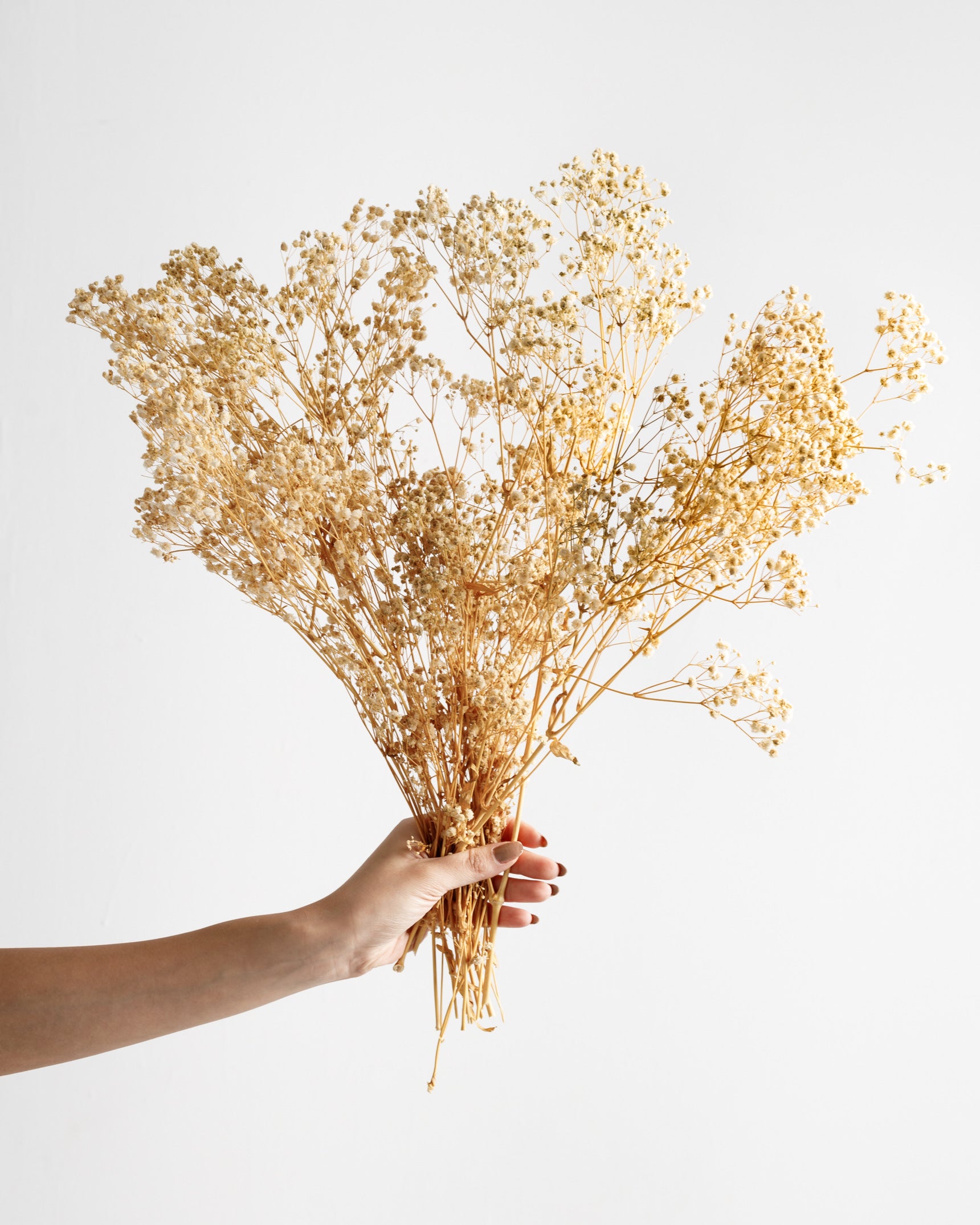 Dried Flowers