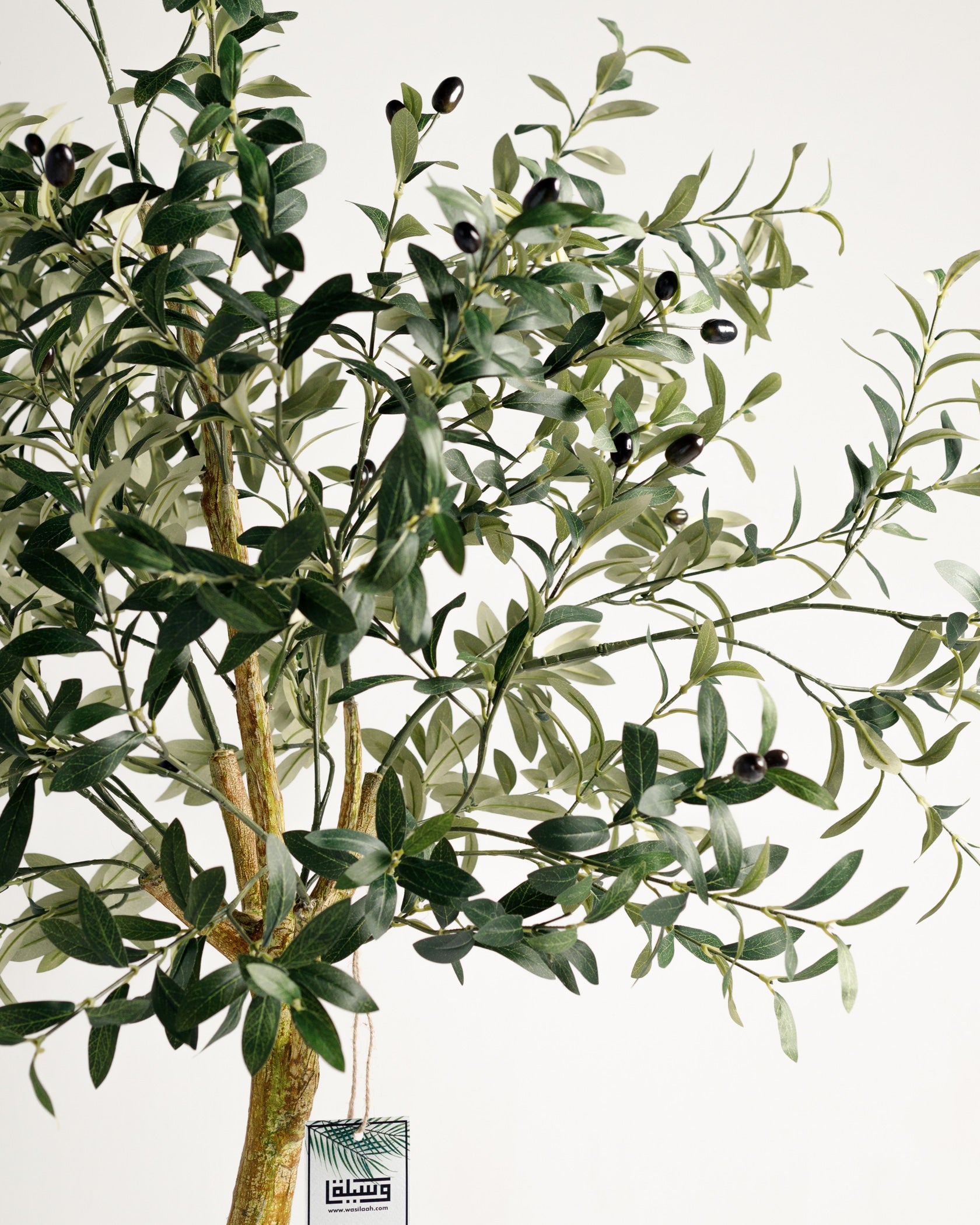 Olive Single Trunk Tree - Wasilaah