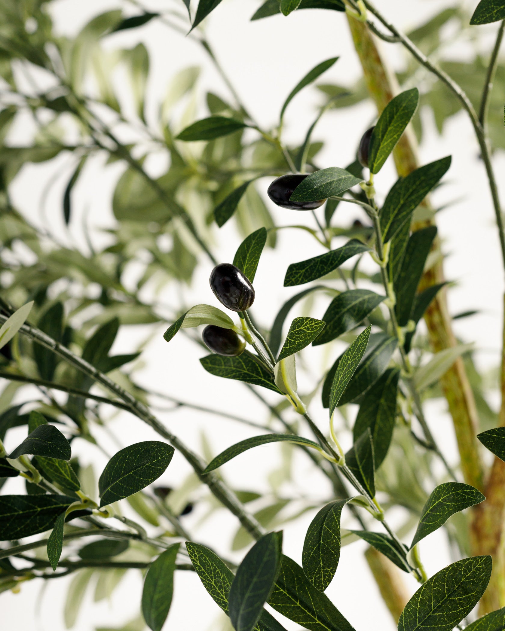 Olive Single Trunk Tree - Wasilaah