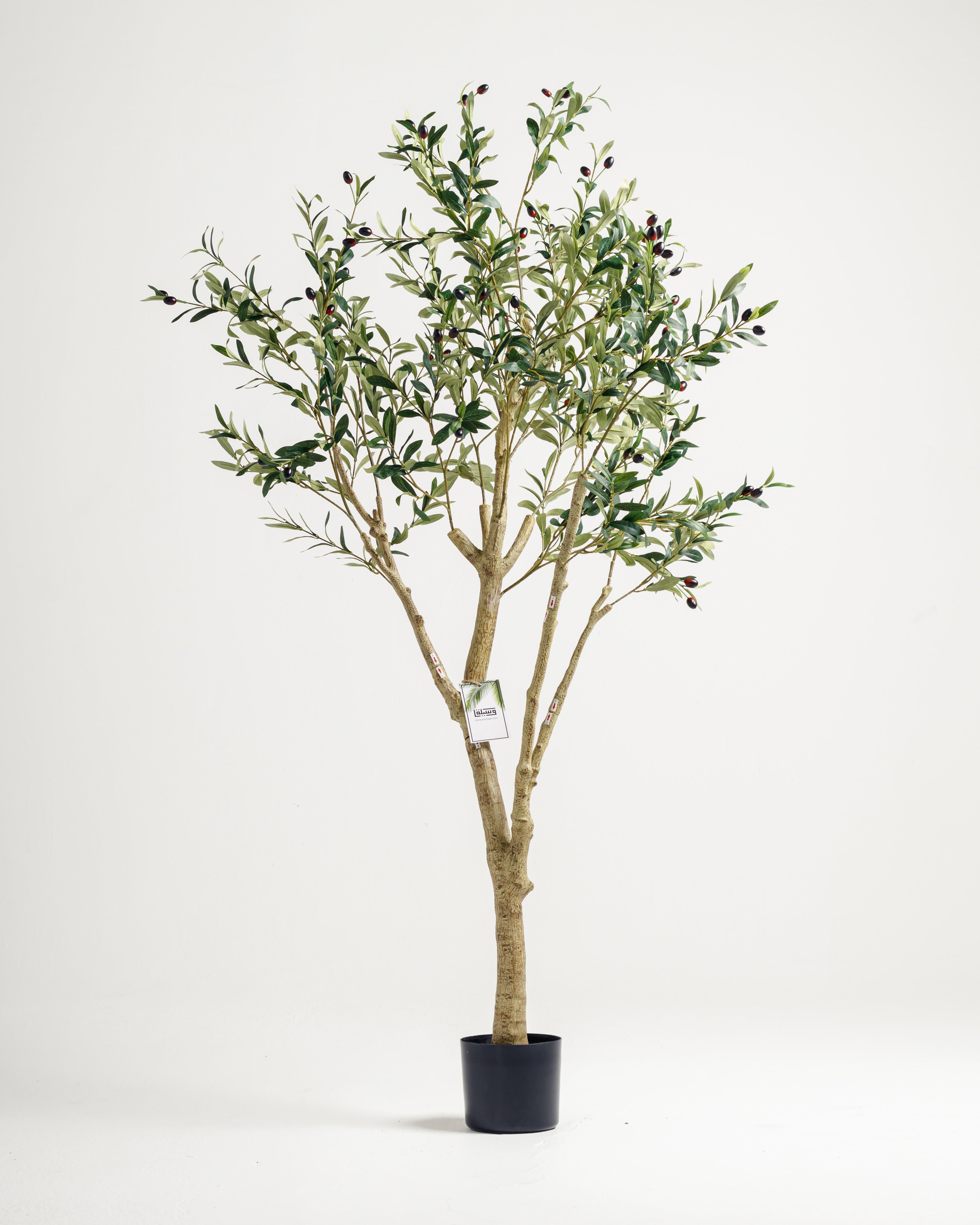 Olive tree