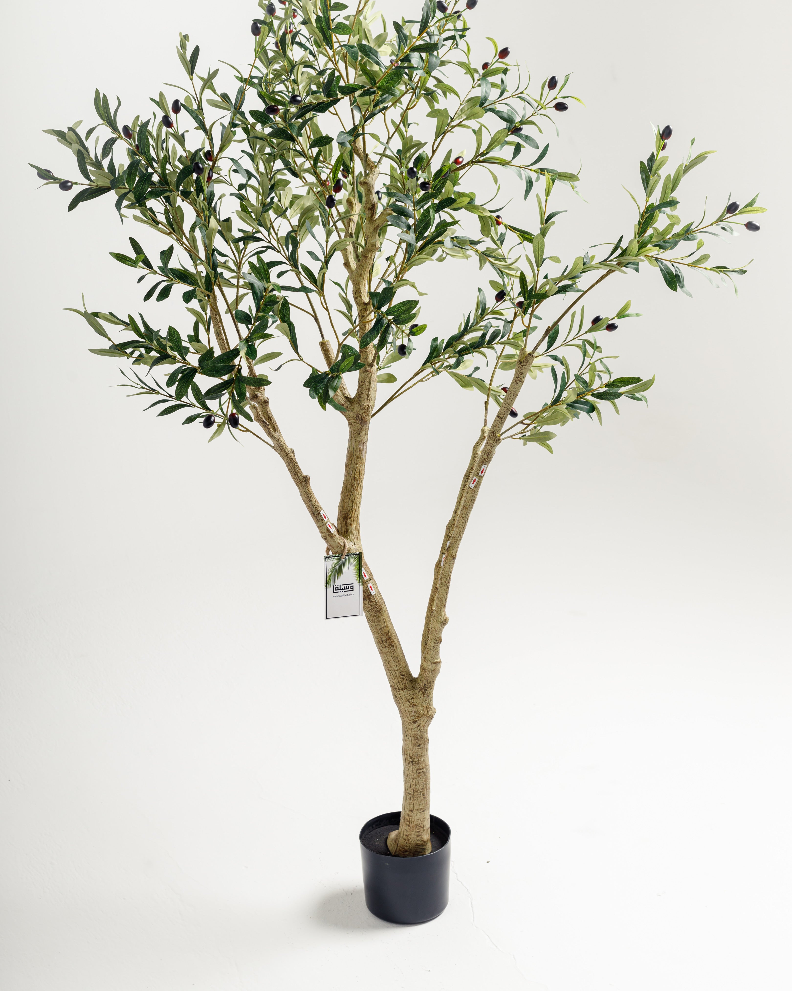 Olive tree