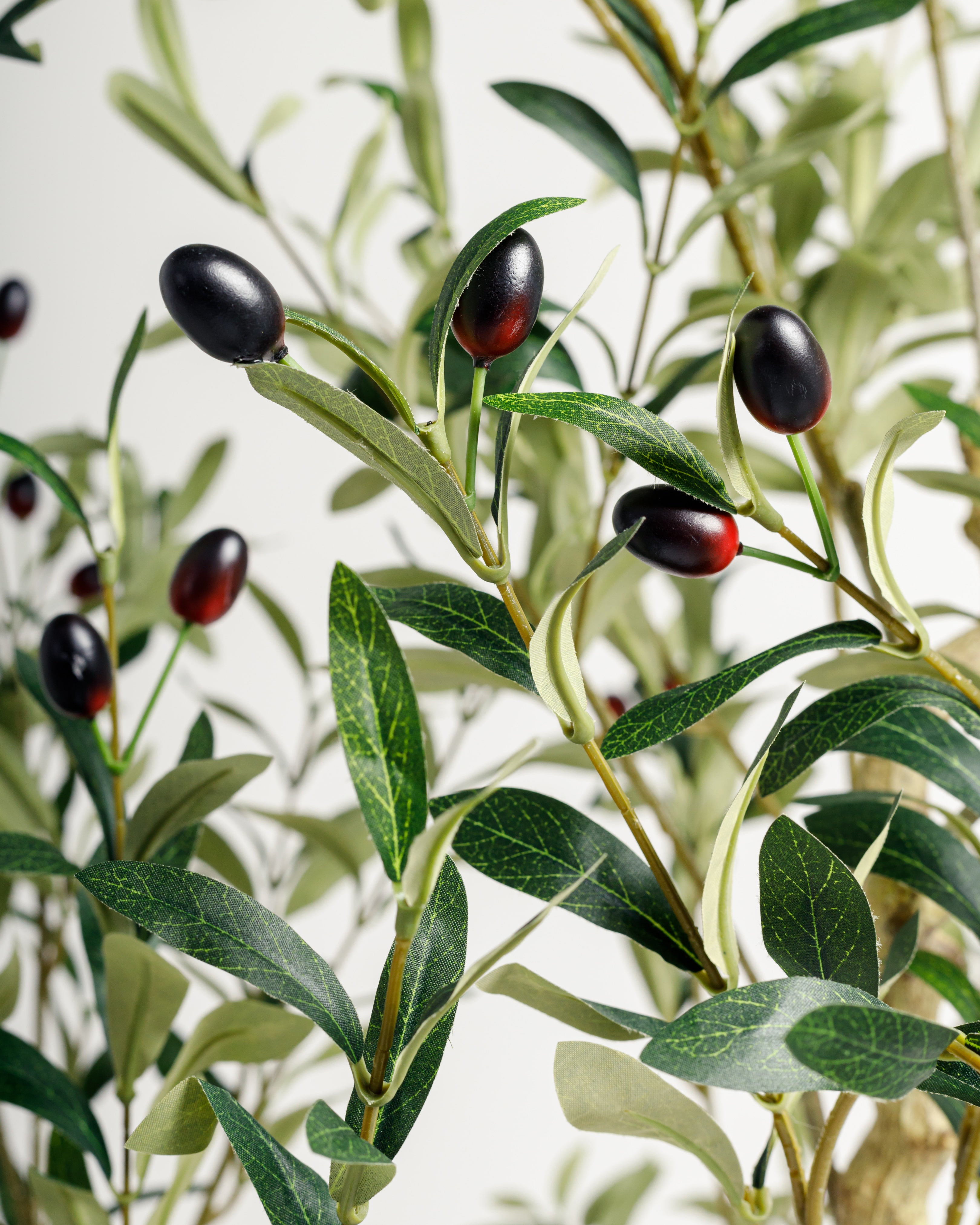 olive tree 